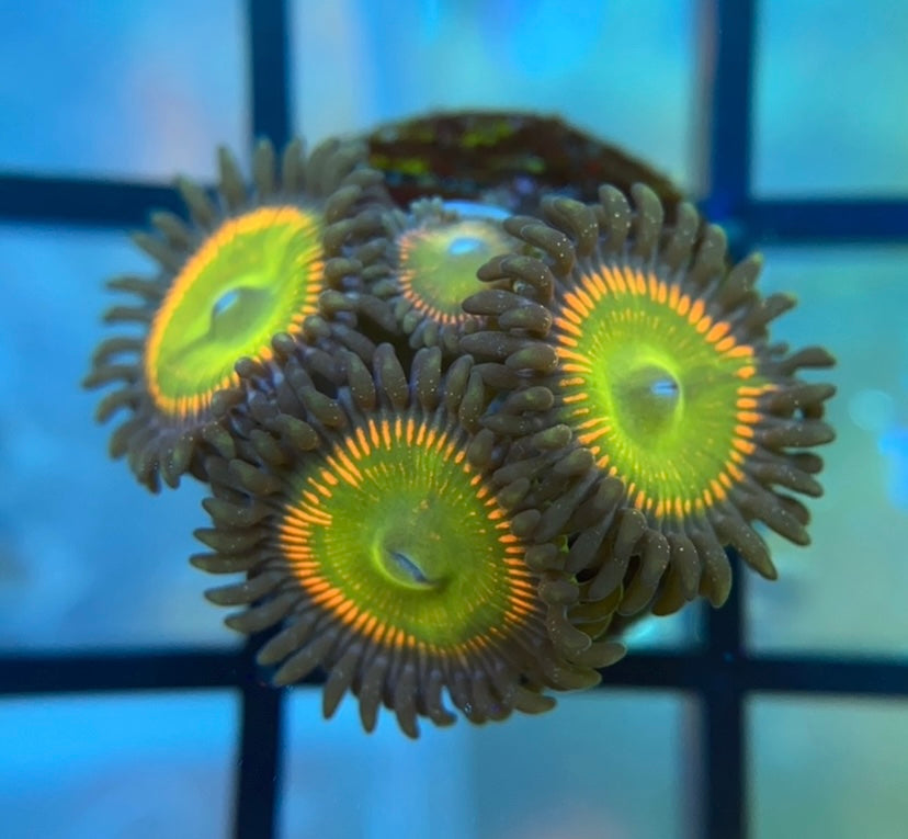 Sunny D Zoas