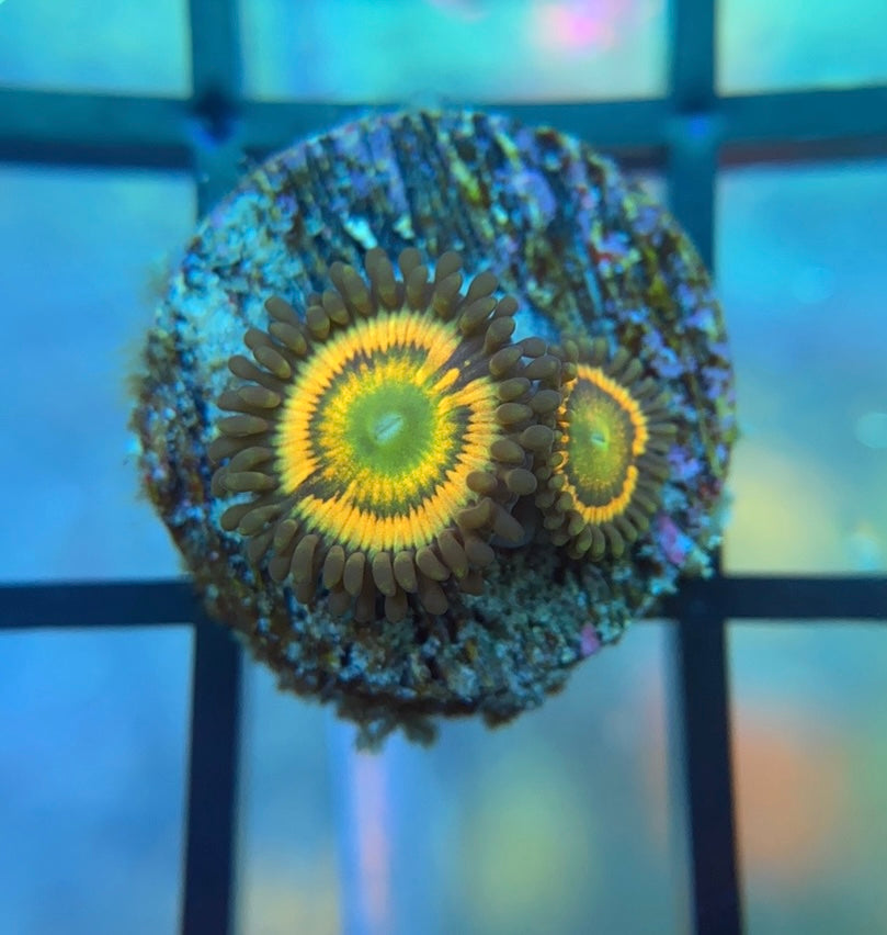 Citrus Cooler Zoas