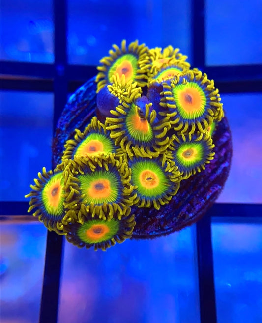 Rasta Zoas