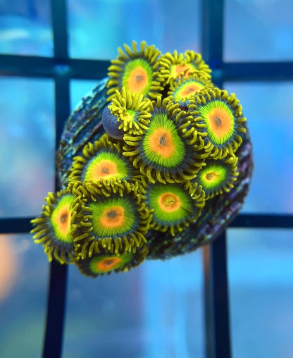 Rasta Zoas