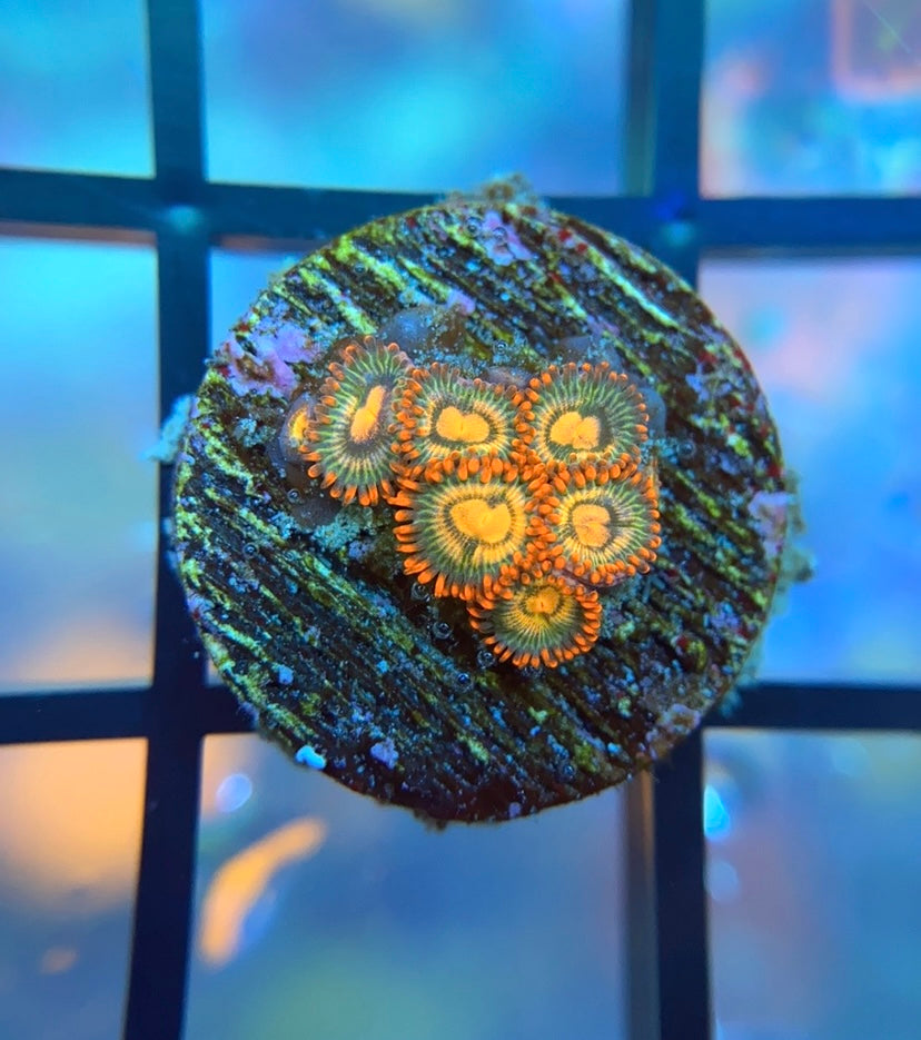 RRG Time Machine Zoas