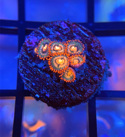 RRG Time Machine Zoas