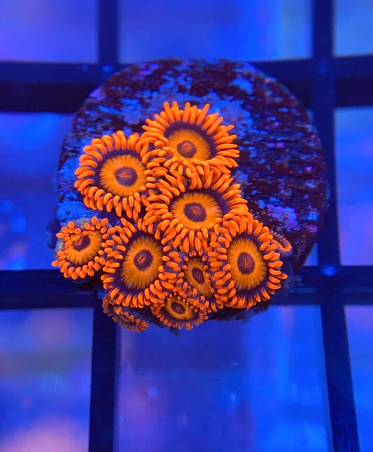 Orange Oxide Zoas