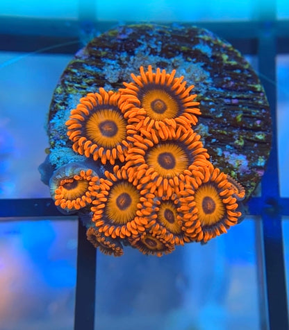 Orange Oxide Zoas