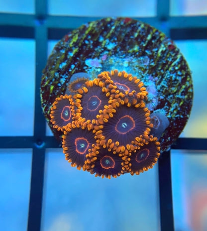 Red Hornet Zoas