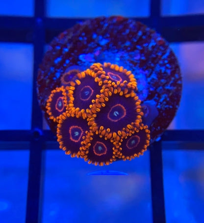 Red Hornet Zoas