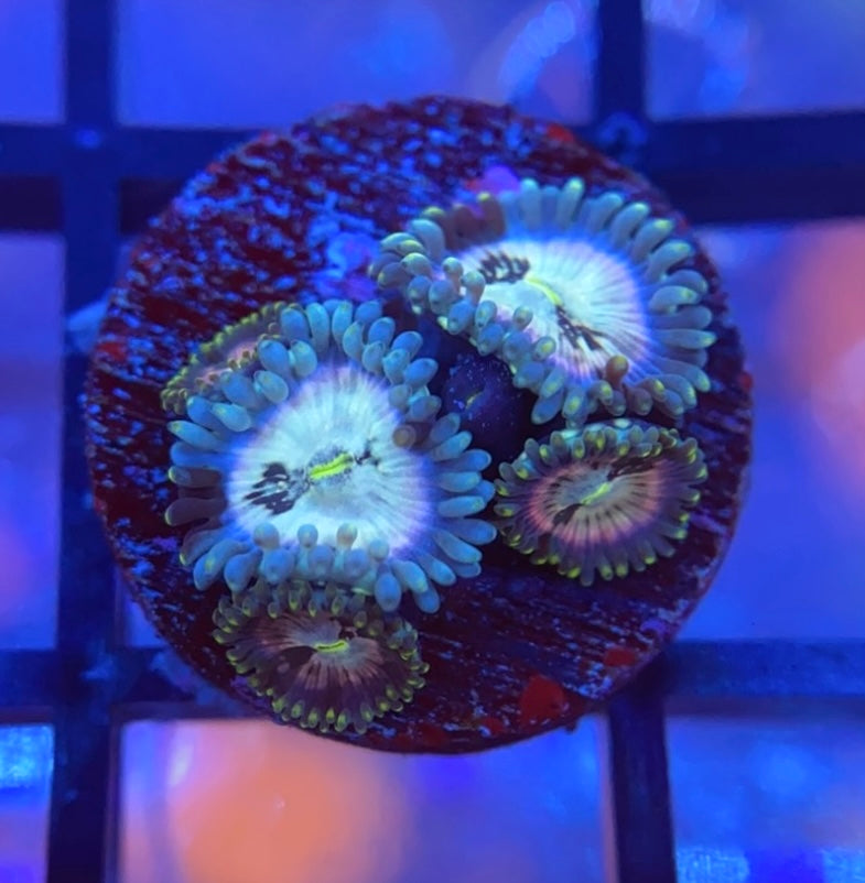 YETI Zoas