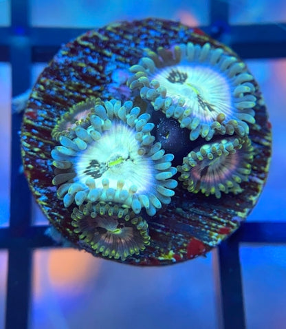 YETI Zoas