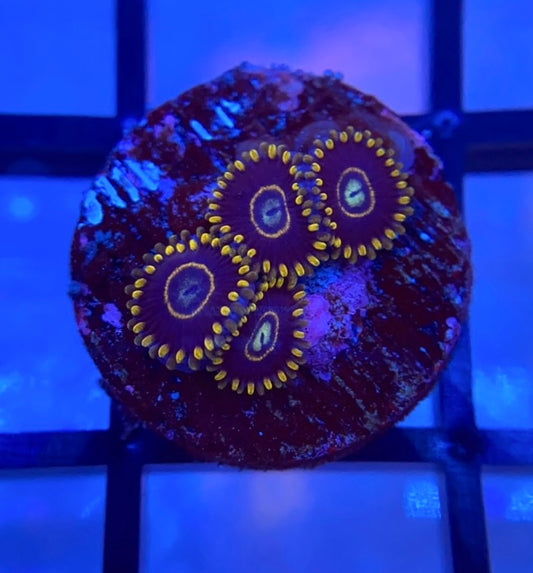 Blue Hornet Zoas