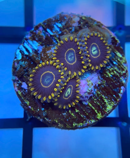 Blue Hornet Zoas