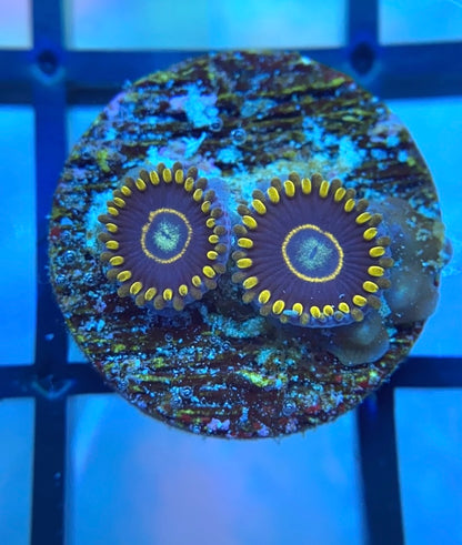 Blue Hornet Zoas