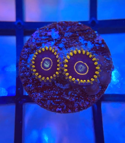 Blue Hornet Zoas