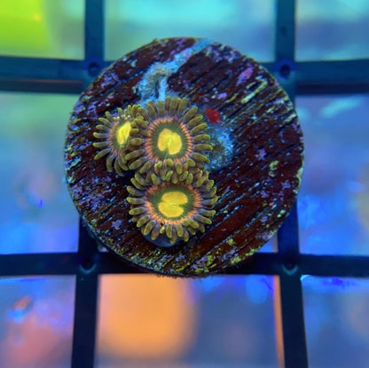 RR Kraken Zoas