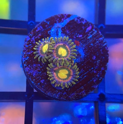 RR Kraken Zoas