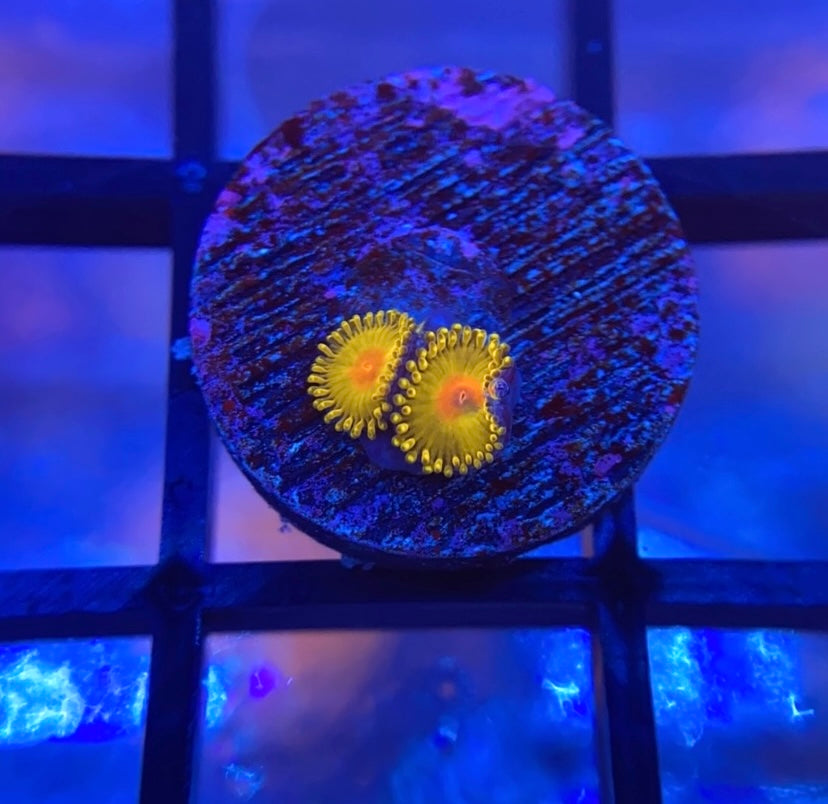 WWC Golden Gods Zoas