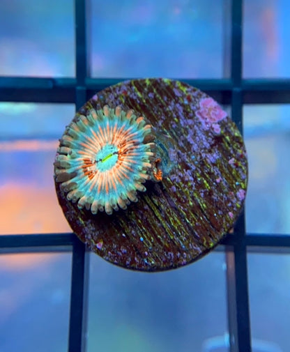 Seduction Zoas