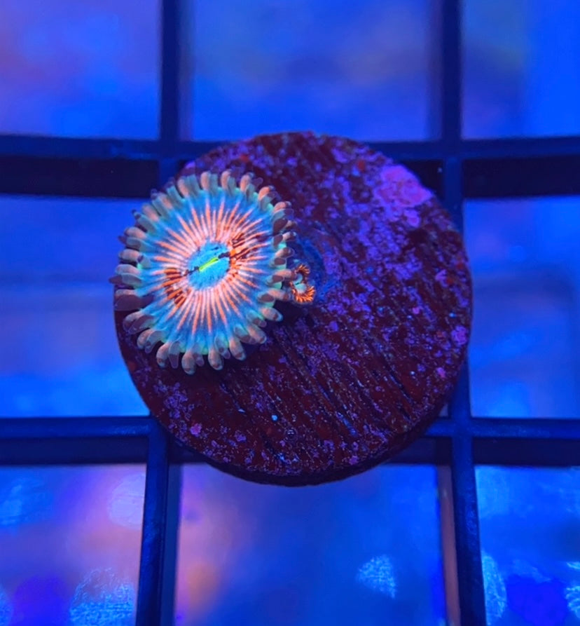 Seduction Zoas