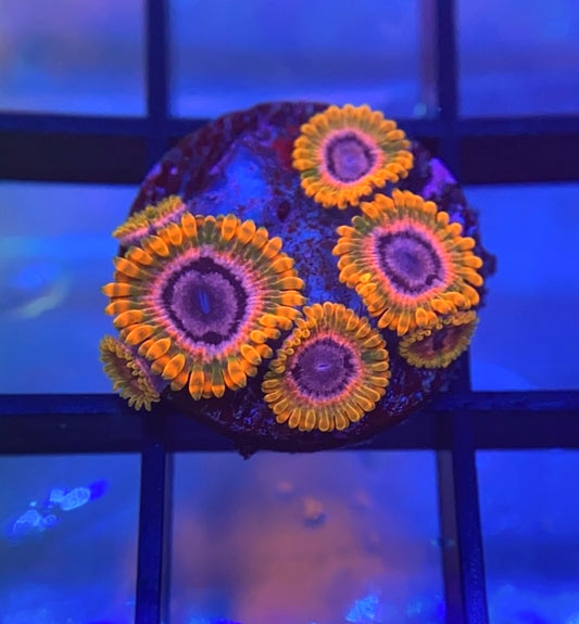 JF Acid Reflux Zoas