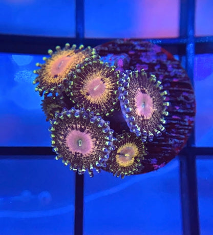 Queen Krakatoa Zoas