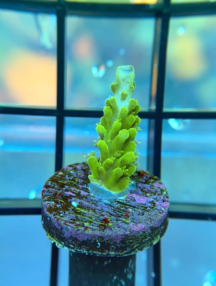 Neon Green Staghorn