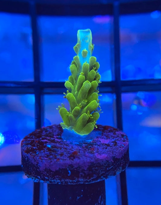 Neon Green Staghorn