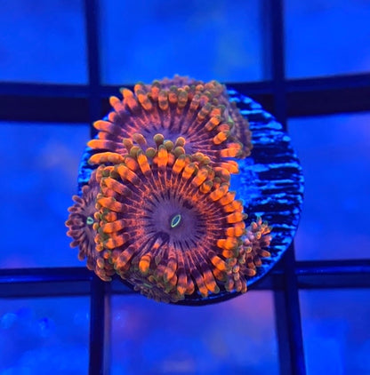 Fairy Fart Zoas