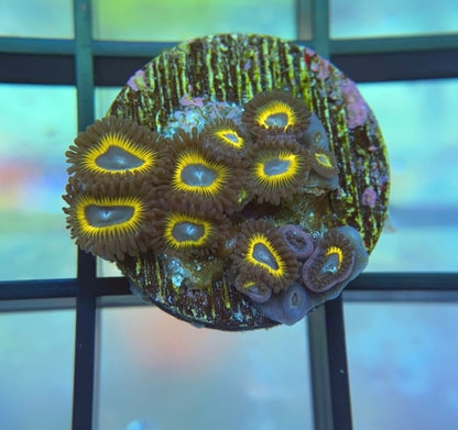 WWC Yellow Submarine Zoas