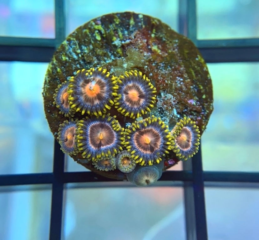 Blowpop Zoas