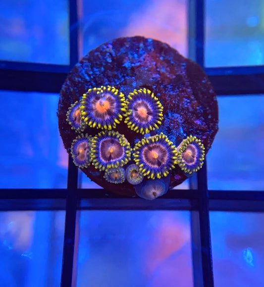 Blowpop Zoas