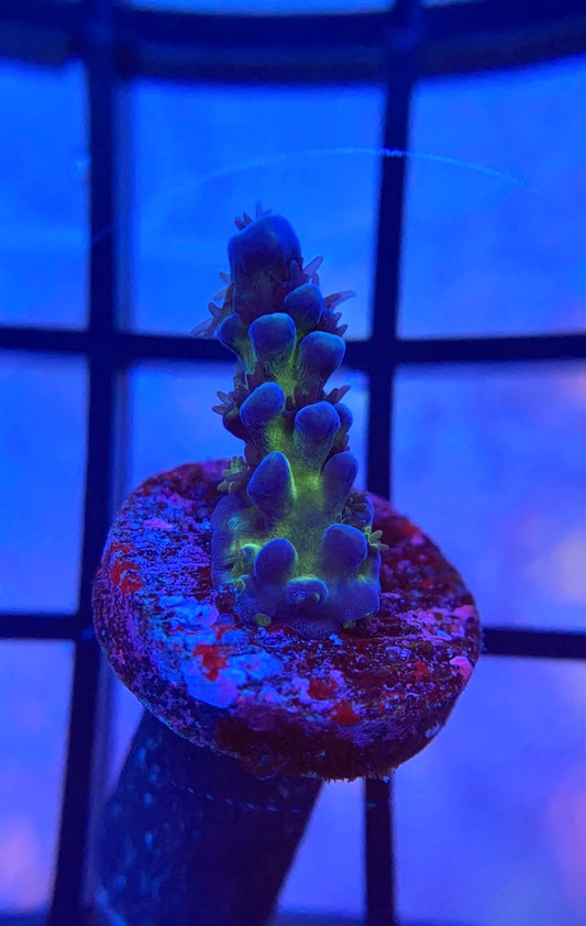 Cali Tort Acropora