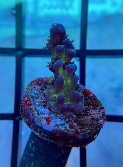 Cali Tort Acropora