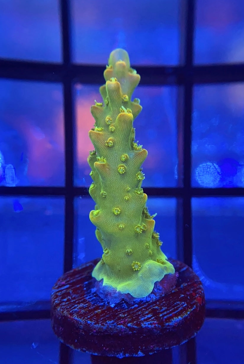 Acropora Pack of 6