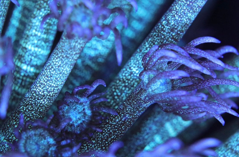 RRG Purple Glitter Goni