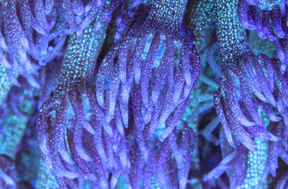 RRG Purple Glitter Goni